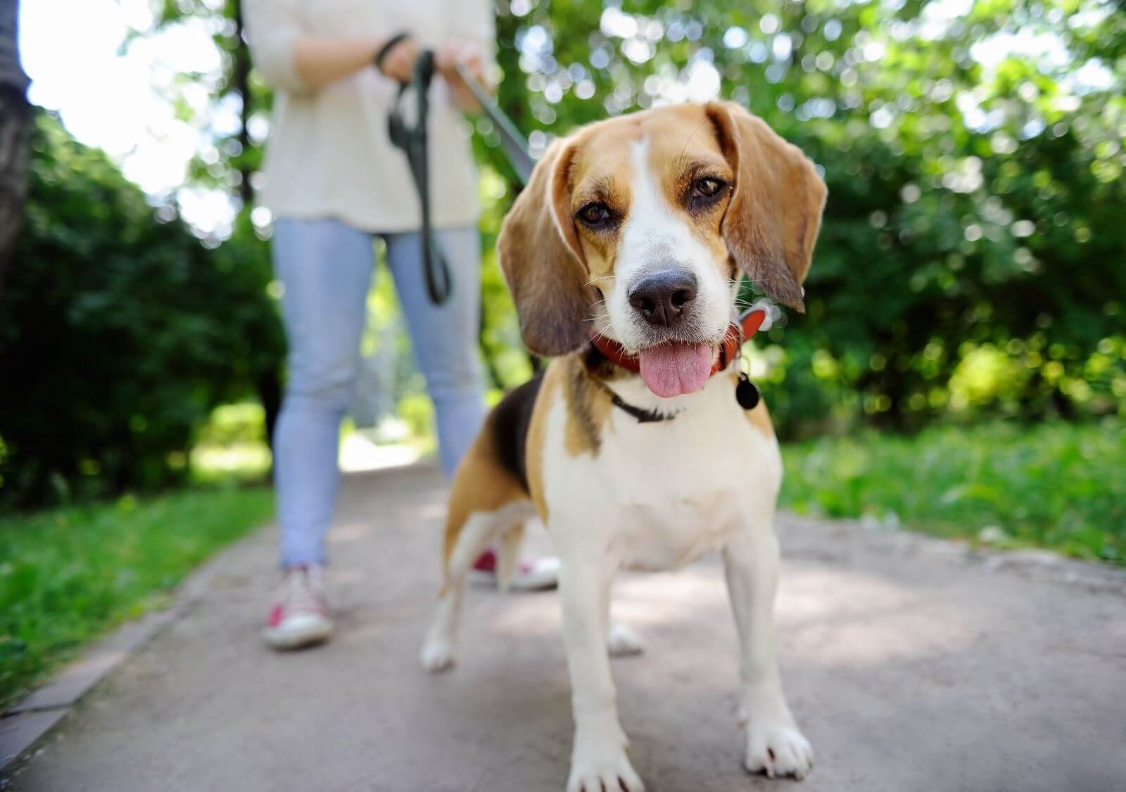 Pets Join Walk-with-a-Doc for World’s Largest Pet Walk – The Queen′s ...