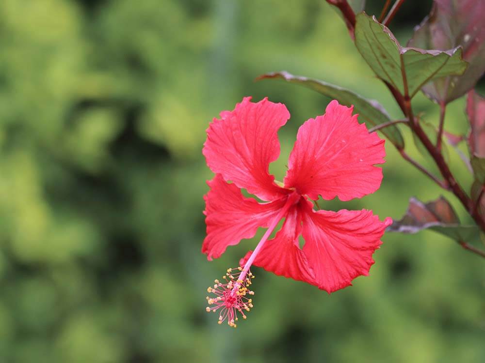 Close up of red hibiscus.