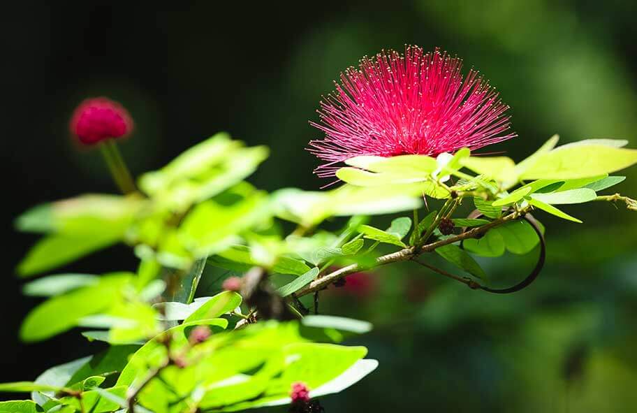 Close up on red flower