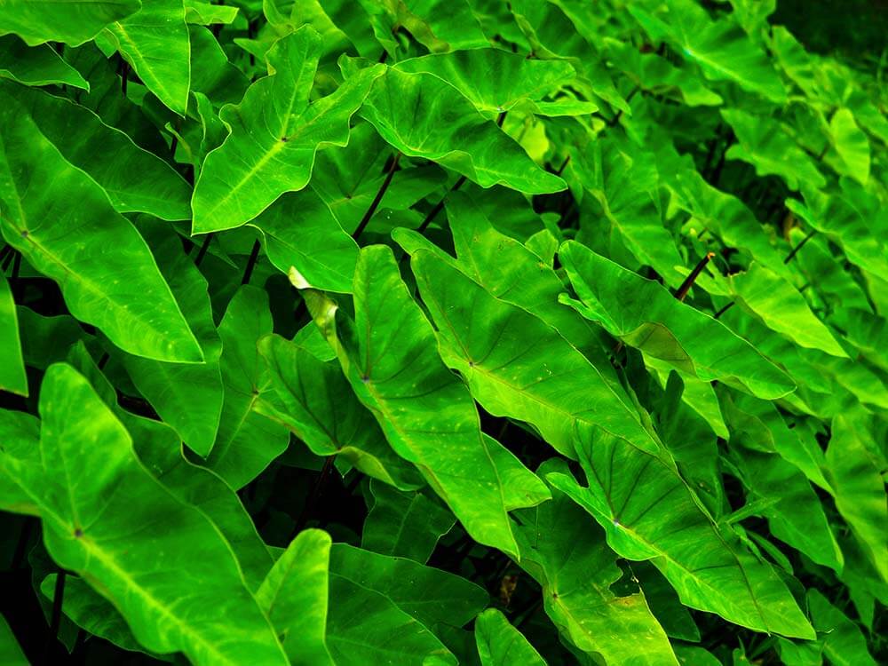 Wall of tropical plant leaves