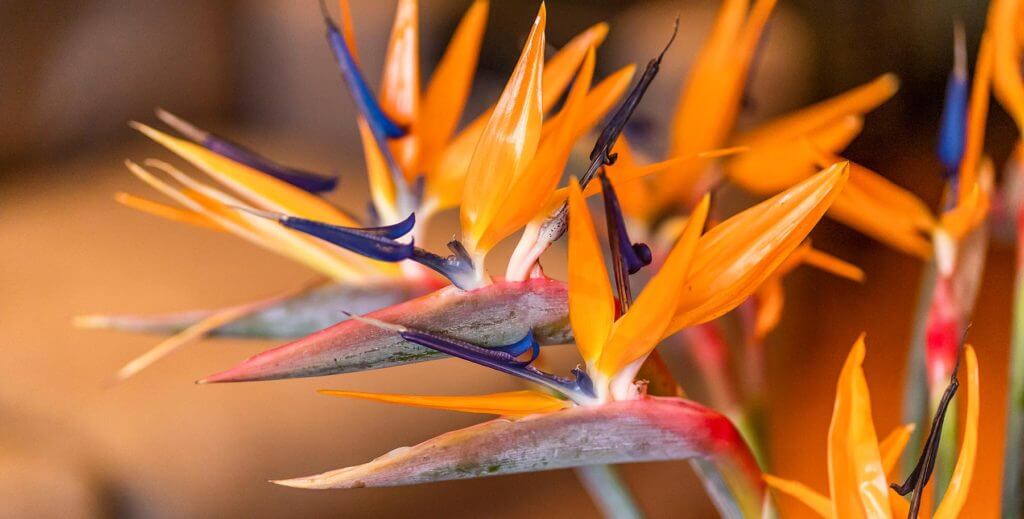 Bunch of flowers of paradise