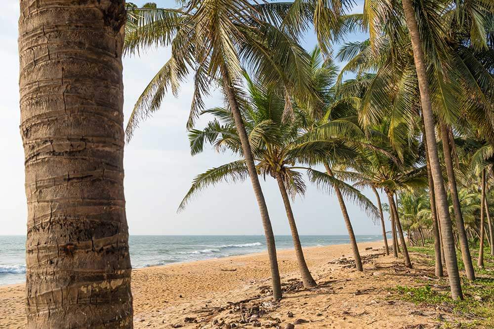 Treeline of palm trees on the beach