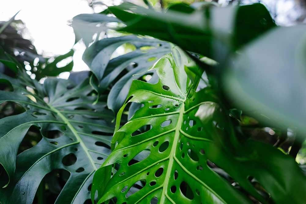 Close up of monstera leaves in fog.