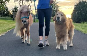 Photo of person walking with a dog and horse