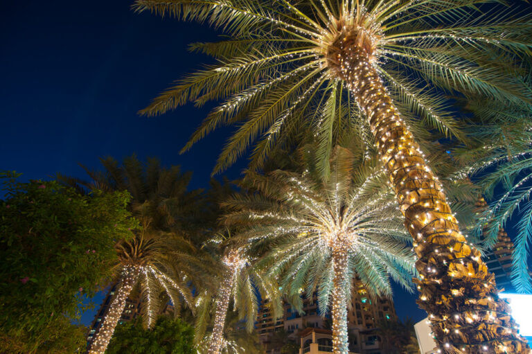 Palm trees wrapped in Christmas lights